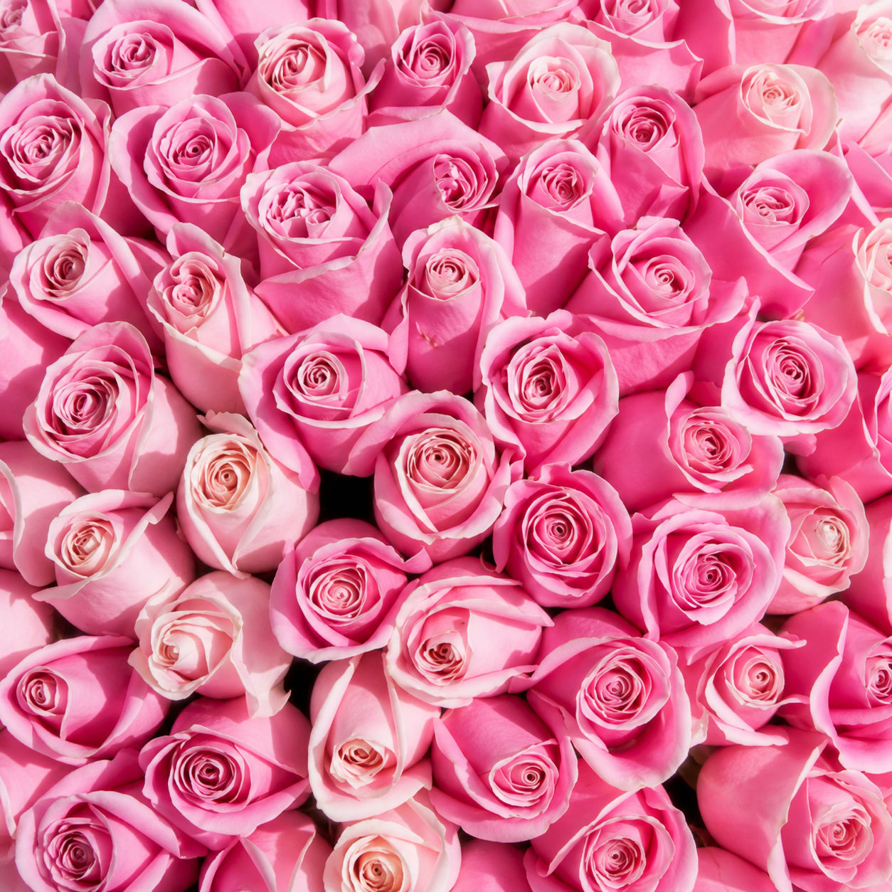 150 Premium Pink Roses