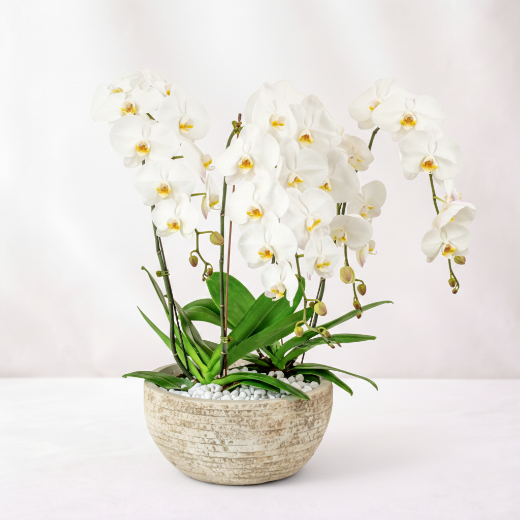 4 White Phalaenopsis Orchid