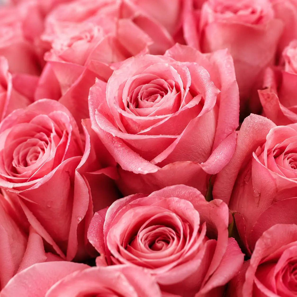 Pink birthday flowers close up shot