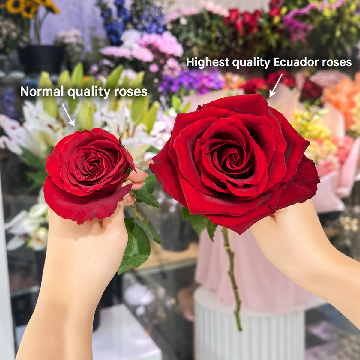 Premium quality Ecuador roses