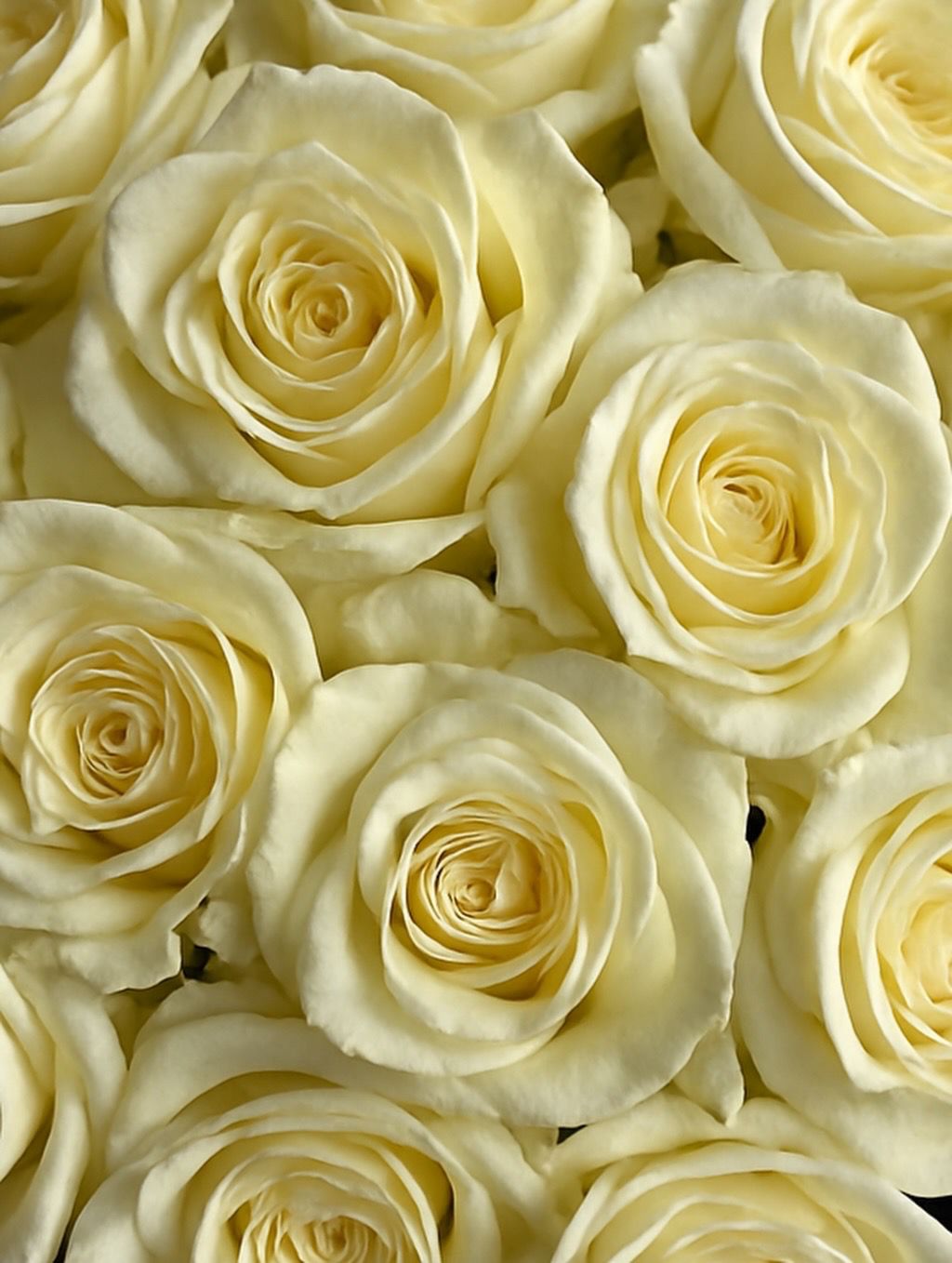 50 White Roses Athena