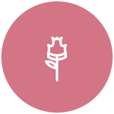 Carnation flowers